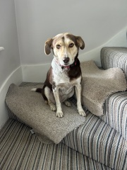 Fancy guessing the mix of breeds in our rescue?
