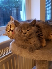 Ring Out, Wild Bells! As 2025 approaches, the Excellent Cats raise their game with a discussion on Tennyson's poetry