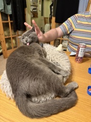 Cat not eating