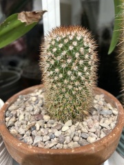 How do I remove sinister Santa outfit from a cactus?