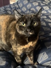 Anyone got a tortie?
