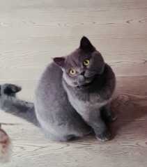 Ring Out, Wild Bells! As 2025 approaches, the Excellent Cats raise their game with a discussion on Tennyson's poetry