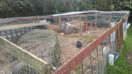 Shit... 99% sure Guinea Pig is pregnant