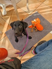 Puppy Overwhelm - AIBU in partially regretting getting one