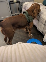 Adolescent Dog Survival Thread - Bark the Herald, furry angels sing!