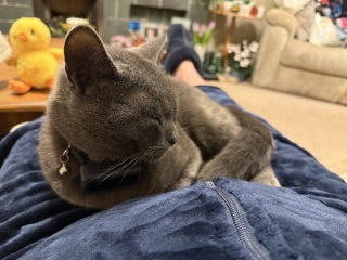 Which breed indoor cat please?