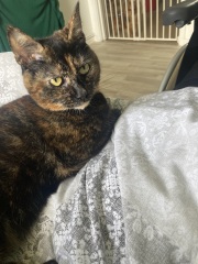 Anyone got a tortie?