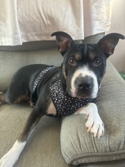What breed do people think this dog is?