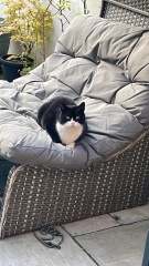 Black and white cats. (pics please!)