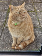 Ring Out, Wild Bells! As 2025 approaches, the Excellent Cats raise their game with a discussion on Tennyson's poetry