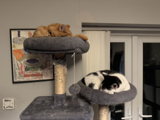 Ring Out, Wild Bells! As 2025 approaches, the Excellent Cats raise their game with a discussion on Tennyson's poetry