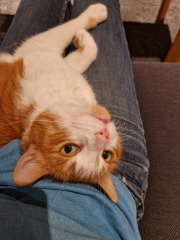 Ring Out, Wild Bells! As 2025 approaches, the Excellent Cats raise their game with a discussion on Tennyson's poetry