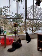 Black and white cats. (pics please!)