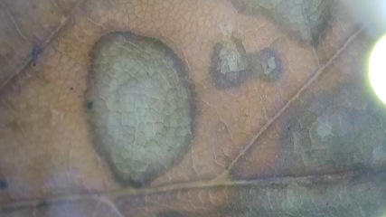 Any Witches here? Part 20