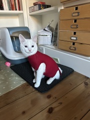 Ring Out, Wild Bells! As 2025 approaches, the Excellent Cats raise their game with a discussion on Tennyson's poetry