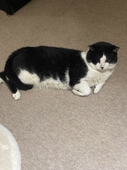 Black and white cats. (pics please!)