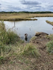 What do dogs think walks are for?