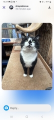 Rescue cats, show me yours!