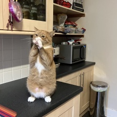 Cat suddenly doing meercat stretching