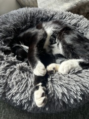 Black and white cats. (pics please!)