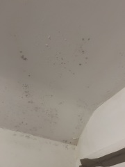 Is living with this mould dangerous?
