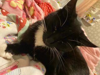 Black and white cats. (pics please!)
