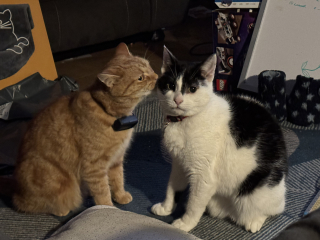 Ring Out, Wild Bells! As 2025 approaches, the Excellent Cats raise their game with a discussion on Tennyson's poetry