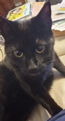 Rescue cats, show me yours!