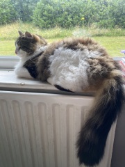 Any cat lovers know what breed of cat this might be or mix?