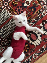 Ring Out, Wild Bells! As 2025 approaches, the Excellent Cats raise their game with a discussion on Tennyson's poetry