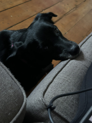 Finding ‘jobs’ for collie in prep for new baby