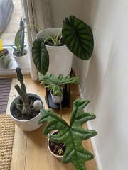 Elephant ear in trouble!