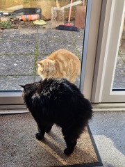 Ring Out, Wild Bells! As 2025 approaches, the Excellent Cats raise their game with a discussion on Tennyson's poetry