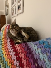 Ring Out, Wild Bells! As 2025 approaches, the Excellent Cats raise their game with a discussion on Tennyson's poetry