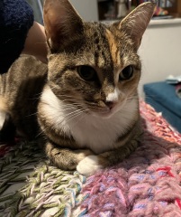 Rescue cats, show me yours!