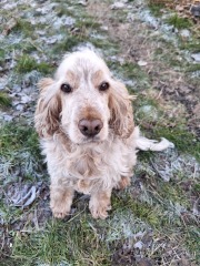 The Nigel Slater Christmas Chronicles Readalong 2024 Part 3