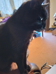 Maine coon cross cats