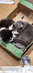Update on stray pregnant cat