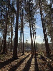 The Nigel Slater Christmas Chronicles Readalong 2024 Part 3