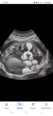Your dog is not your babies 'brother'