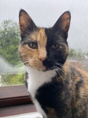 Anyone got a tortie?