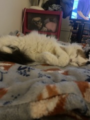 Anyone got a tortie?