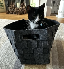 Ring Out, Wild Bells! As 2025 approaches, the Excellent Cats raise their game with a discussion on Tennyson's poetry