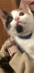Kitten/cat personalities