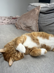 Rescue cats, show me yours!