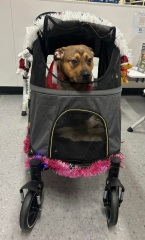 Christmas dog of the month: Share your festive dog photos & win a £100 prize bundle!