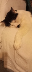 Rescue cats, show me yours!