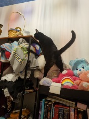 To ask me to show me your cat