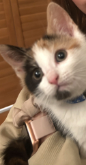 Kitten/cat personalities
