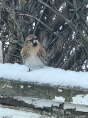 Ring Out, Wild Bells! As 2025 approaches, the Excellent Cats raise their game with a discussion on Tennyson's poetry